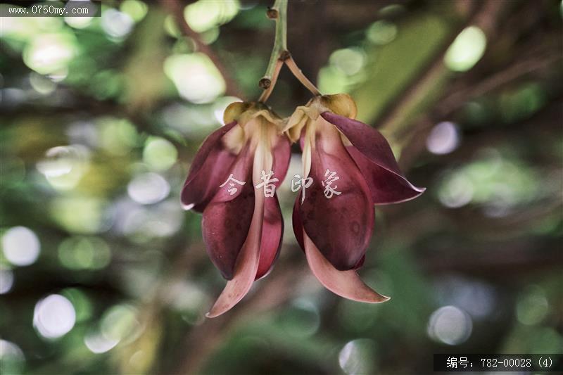 圭峰禾雀花_圭峰山,葵博园,禾雀花