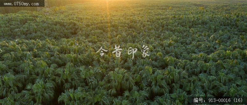 航拍葵林_航拍,自然景观,葵林