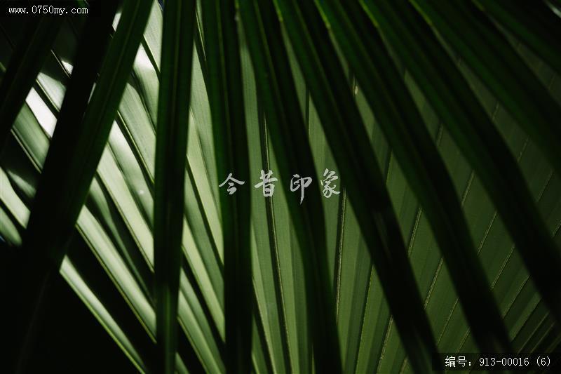 葵林_自然景观,葵林