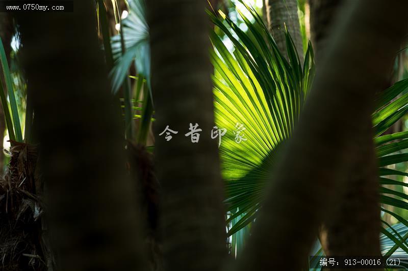 葵林_自然景观,葵林