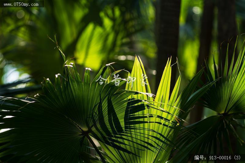 葵林_自然景观,葵林