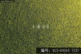 航拍葵林