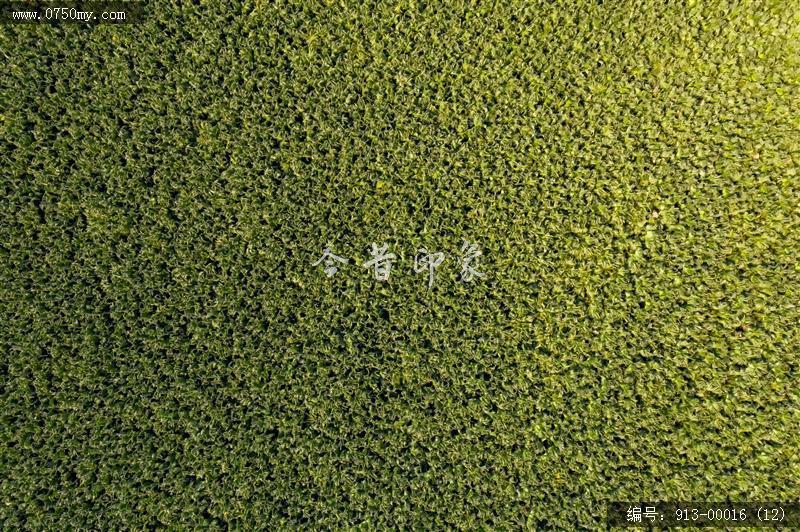 航拍葵林_航拍,自然景观,葵林