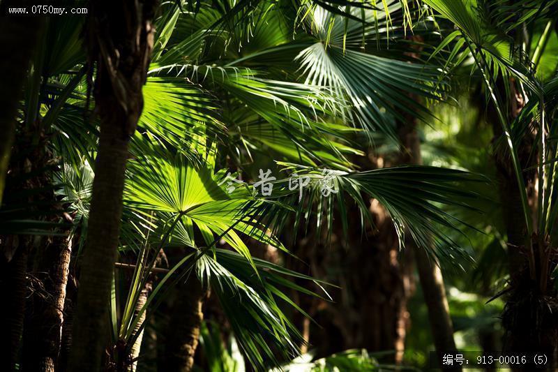葵林_自然景观,葵林