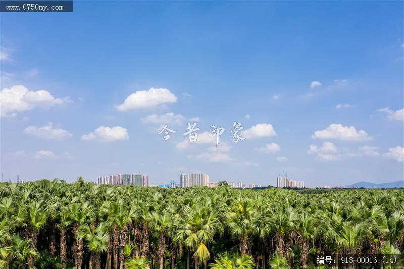 航拍葵林_航拍,自然景观,葵林