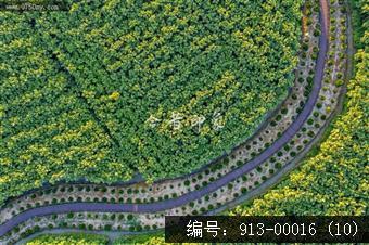 航拍葵林