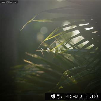 葵林