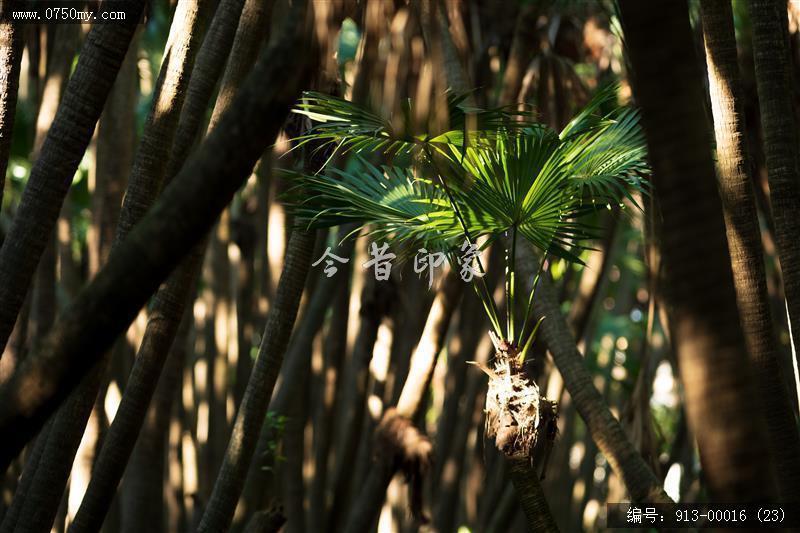 葵林_自然景观,葵林
