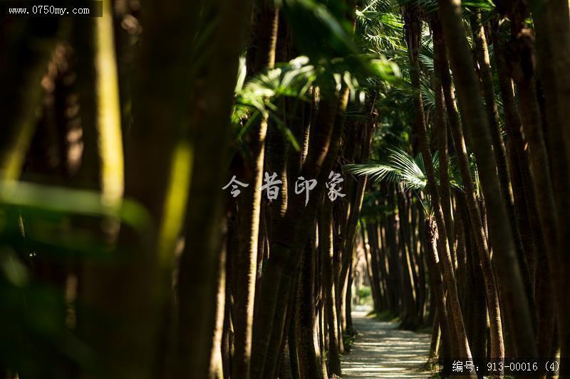 葵林_自然景观,葵林