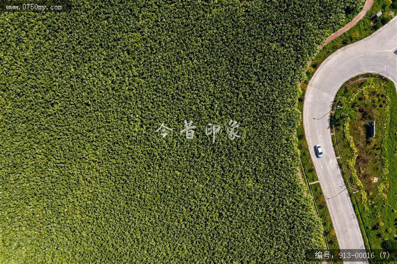 航拍葵林_航拍,自然景观,葵林