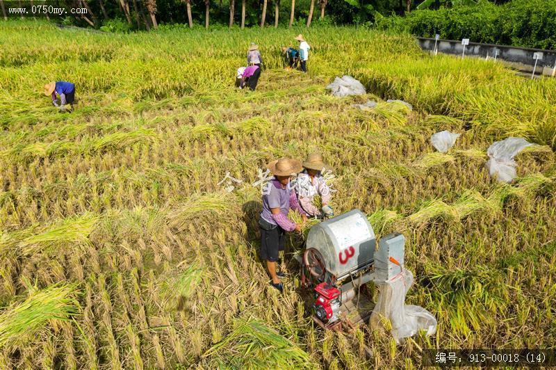 航拍收割_航拍,田园风光