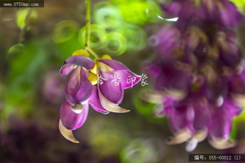 555-00012 (1)_圭峰山,葵博园,禾雀花