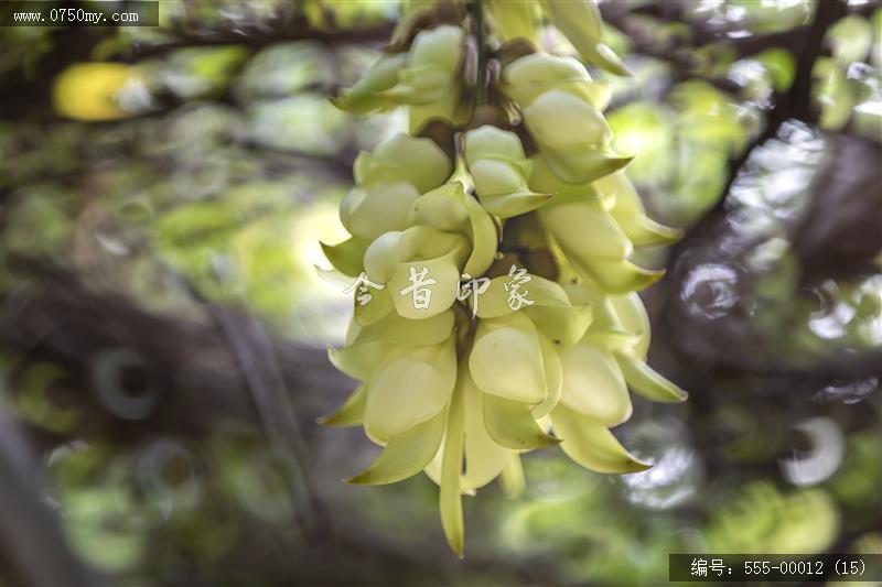 555-00012 (15)_圭峰山,葵博园,禾雀花