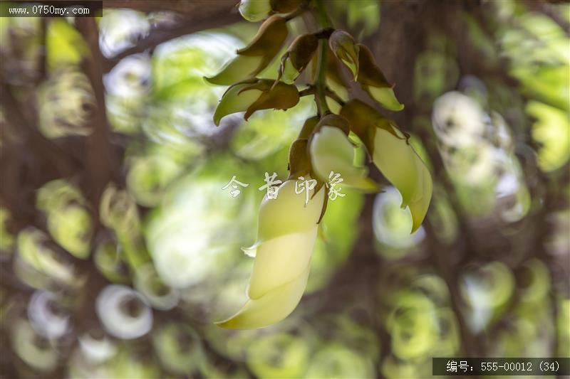 555-00012 (34)_圭峰山,葵博园,禾雀花