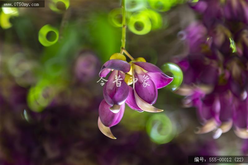 555-00012 (22)_圭峰山,葵博园,禾雀花