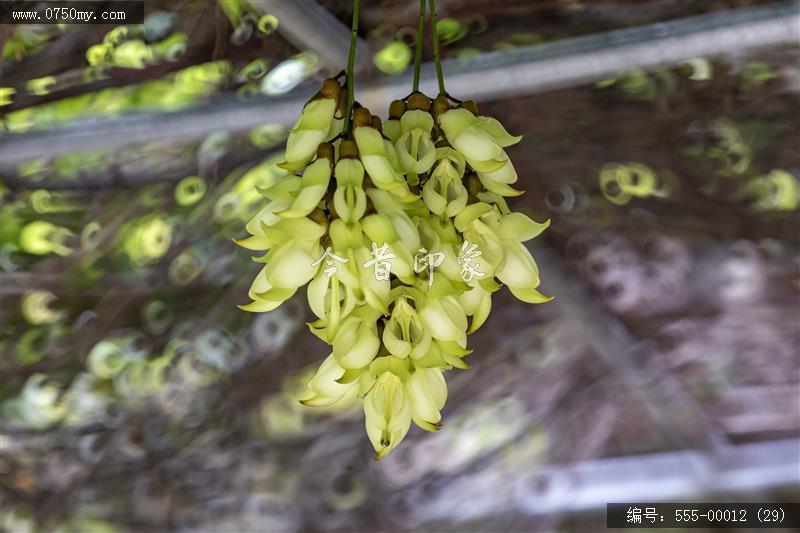 555-00012 (29)_圭峰山,葵博园,禾雀花