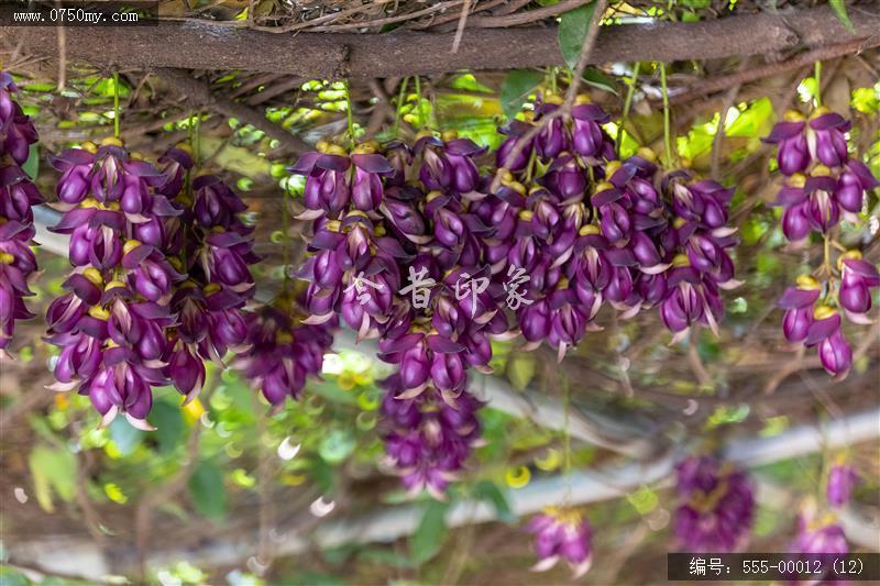 555-00012 (12)_圭峰山,葵博园,禾雀花