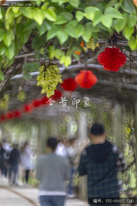 555-00012 (24)_圭峰山,葵博园,禾雀花