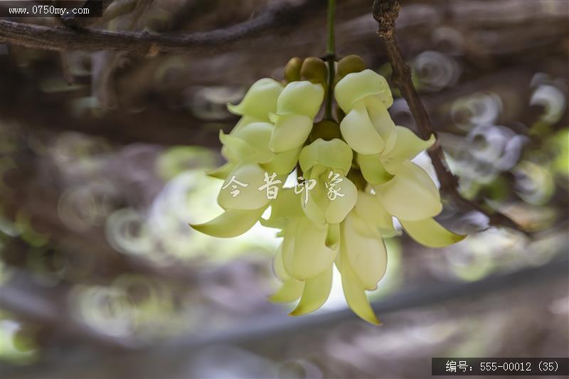 555-00012 (35)_圭峰山,葵博园,禾雀花