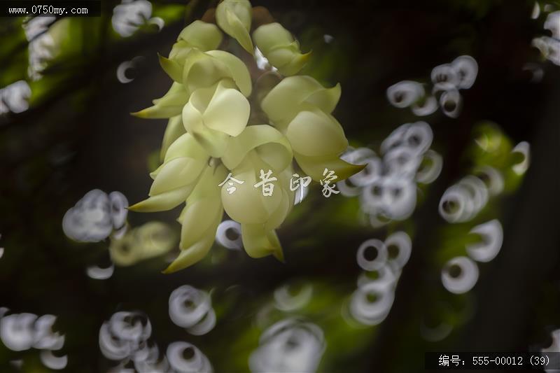 555-00012 (39)_圭峰山,葵博园,禾雀花