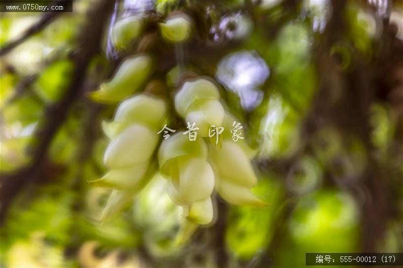 555-00012 (17)_圭峰山,葵博园,禾雀花
