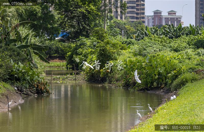 梅江农业生态园（一期） (53)_城市提质,梅江,生态,梅江农业生态园,荷花,休闲,绿色,运动