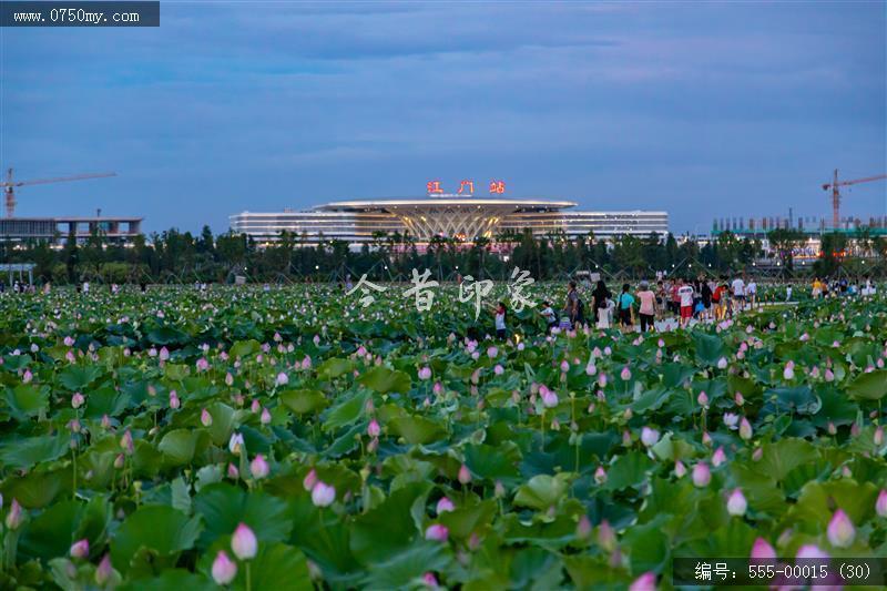 梅江农业生态园（一期） (30)_城市提质,梅江,生态,梅江农业生态园,荷花,休闲,绿色,运动