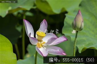 梅江农业生态园（一期） (50)