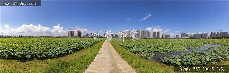 梅江农业生态园（一期） (43)_城市提质,梅江,生态,梅江农业生态园,荷花,休闲,绿色,运动