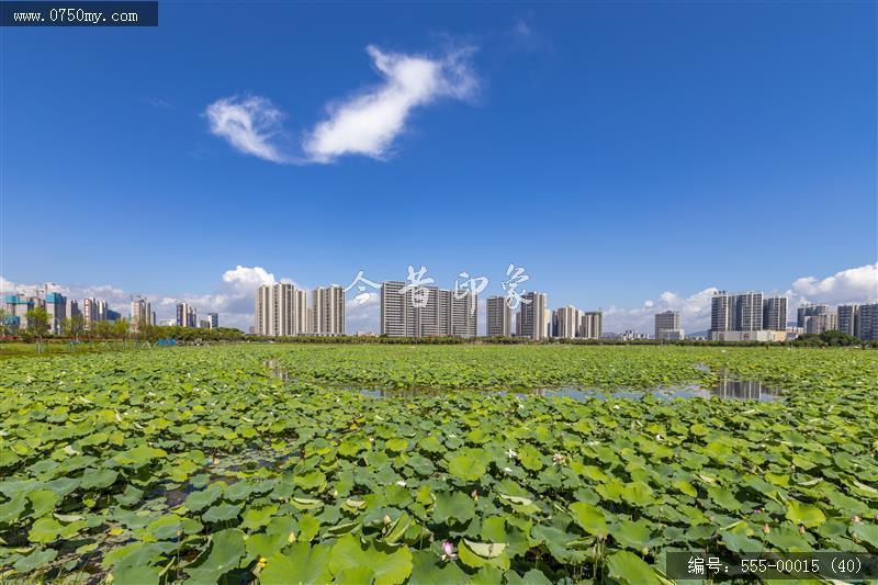 梅江农业生态园（一期） (40)_城市提质,梅江,生态,梅江农业生态园,荷花,休闲,绿色,运动