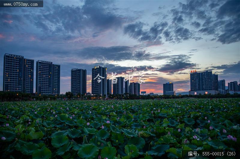 梅江农业生态园（一期） (26)_城市提质,梅江,生态,梅江农业生态园,荷花,休闲,绿色,运动