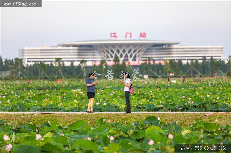 梅江农业生态园（一期） (13)_城市提质,梅江,生态,梅江农业生态园,荷花,休闲,绿色,运动
