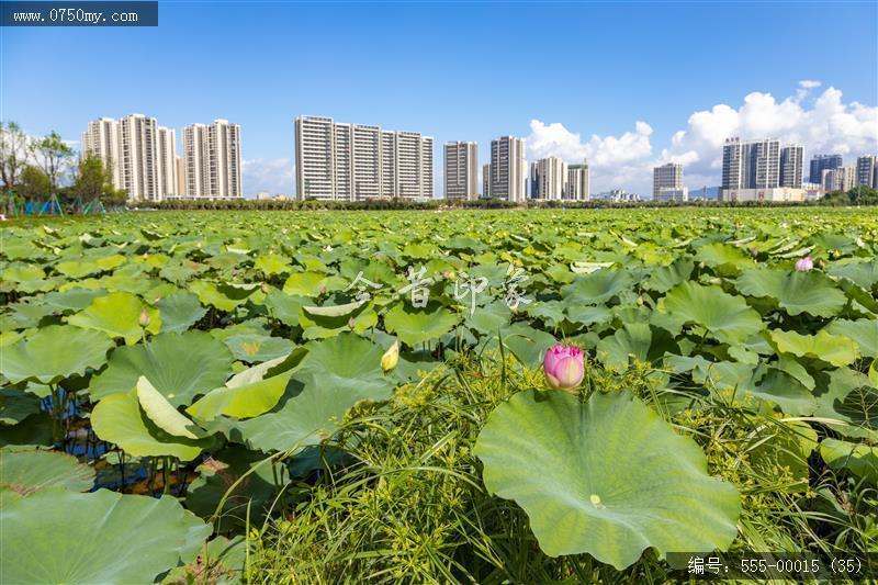 梅江农业生态园（一期） (35)_城市提质,梅江,生态,梅江农业生态园,荷花,休闲,绿色,运动