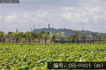 梅江农业生态园（一期） (46)