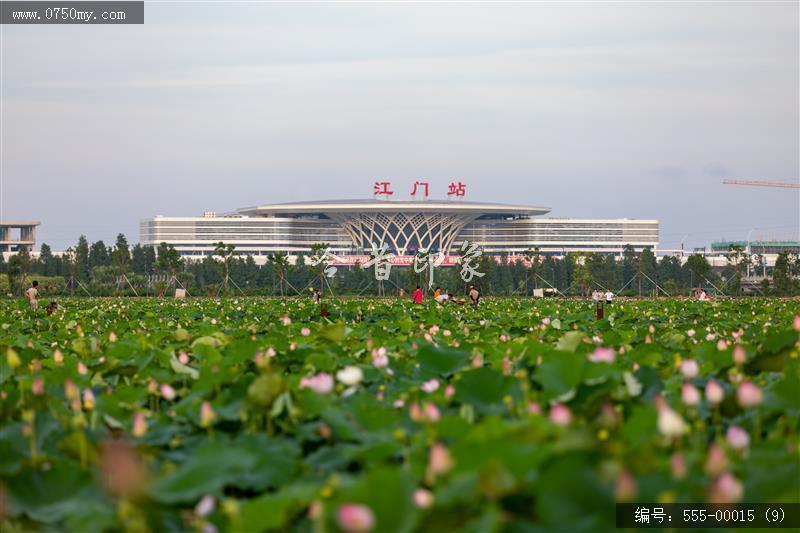 梅江农业生态园（一期） (9)_城市提质,梅江,生态,梅江农业生态园,荷花,休闲,绿色,运动