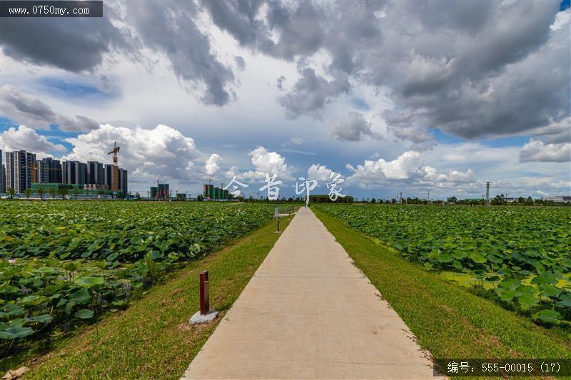 梅江农业生态园（一期） (17)_城市提质,梅江,生态,梅江农业生态园,荷花,休闲,绿色,运动