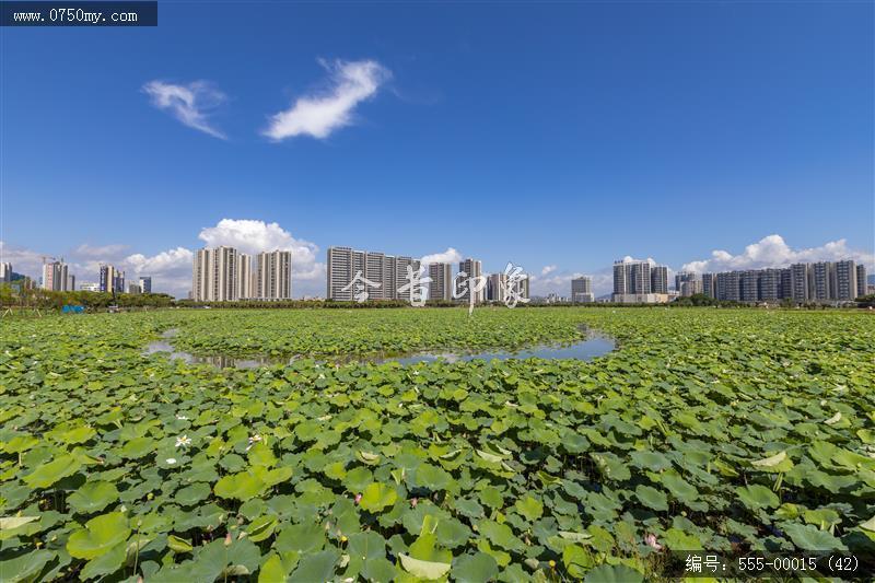 梅江农业生态园（一期） (42)_城市提质,梅江,生态,梅江农业生态园,荷花,休闲,绿色,运动