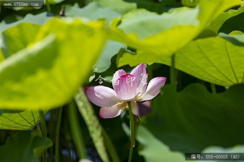 梅江农业生态园（一期）(48)_城市提质,梅江,生态,梅江农业生态园,荷花,休闲,绿色,运动