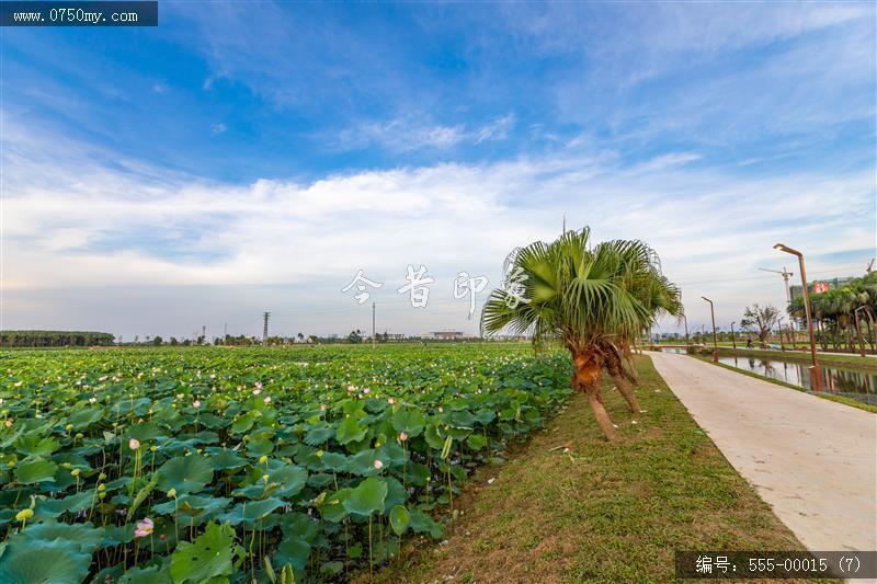 梅江农业生态园（一期） (7)_城市提质,梅江,生态,梅江农业生态园,荷花,休闲,绿色,运动