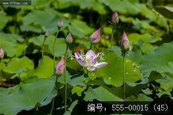 梅江农业生态园（一期） (45)