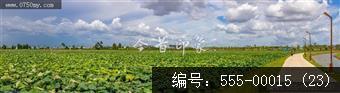 梅江农业生态园（一期） (23)