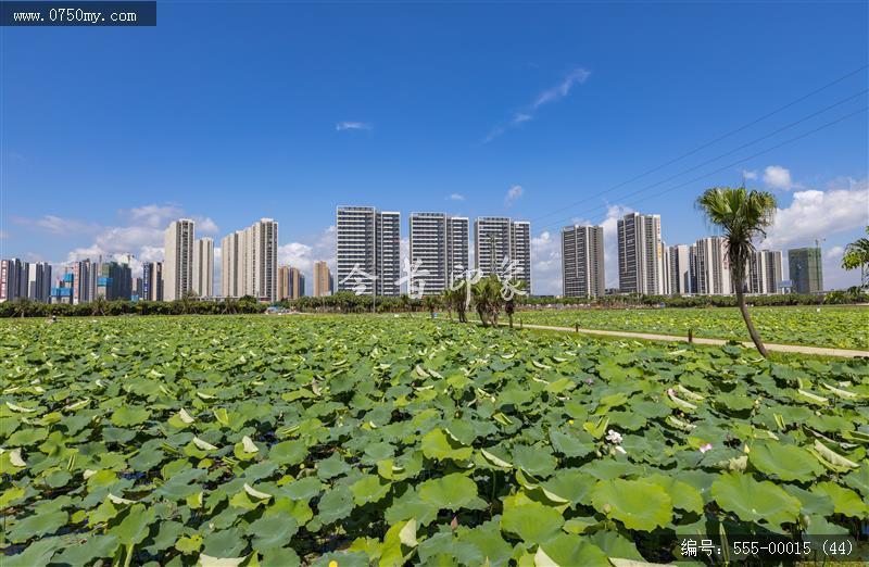 梅江农业生态园（一期） (44)_城市提质,梅江,生态,梅江农业生态园,荷花,休闲,绿色,运动