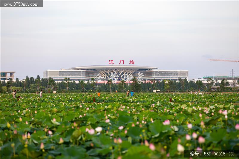 梅江农业生态园（一期） (8)_城市提质,梅江,生态,梅江农业生态园,荷花,休闲,绿色,运动