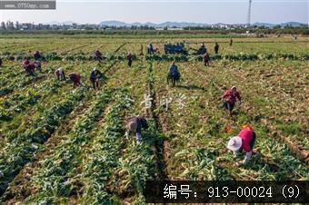 大鳌大头菜