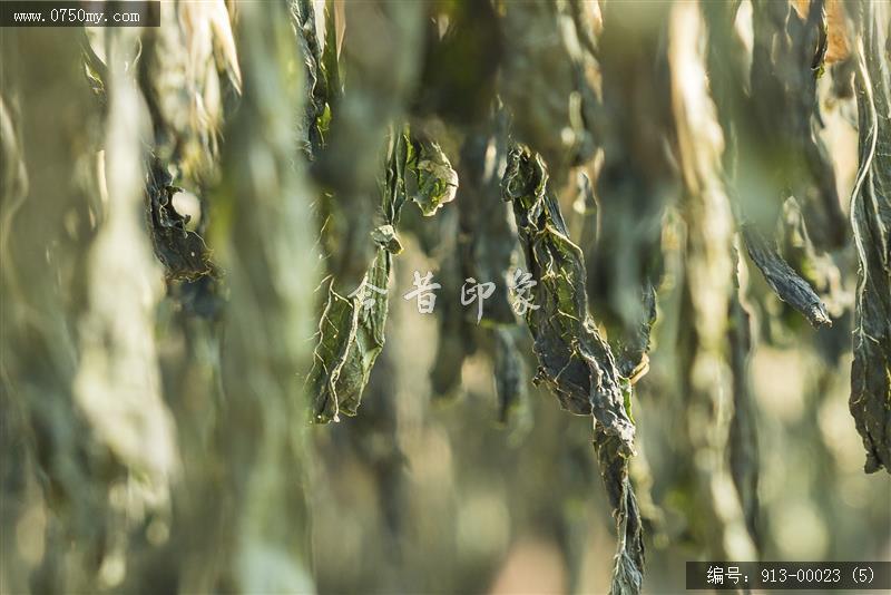 三江晒菜干_民生,传统,食品