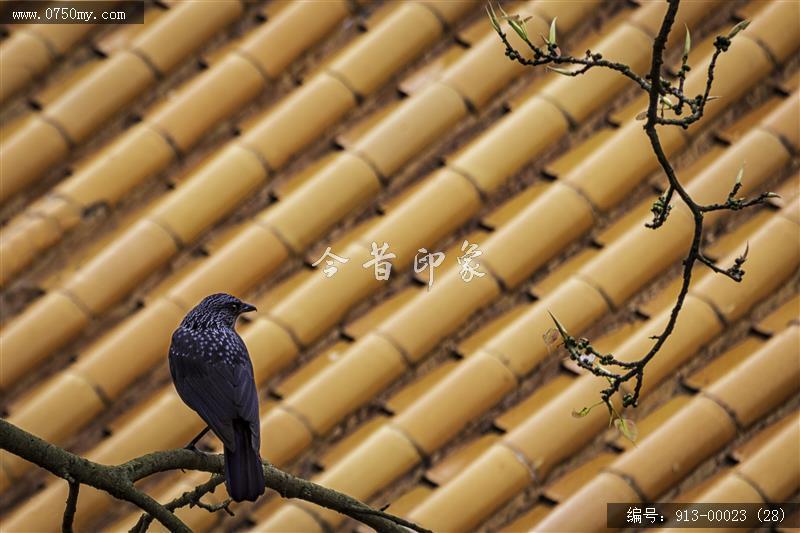 人与自然_自然,动物