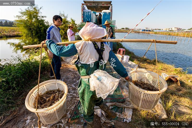 大鳌南美白对虾_大鳌,虾,一村一品,新农村,养殖,农产品,乡村振兴,特产