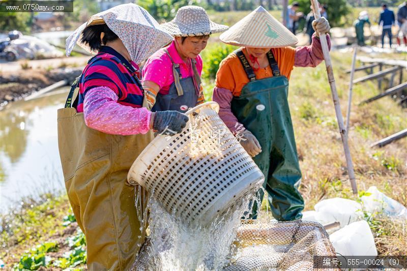 大鳌南美白对虾_大鳌,虾,一村一品,新农村,养殖,农产品,乡村振兴,特产