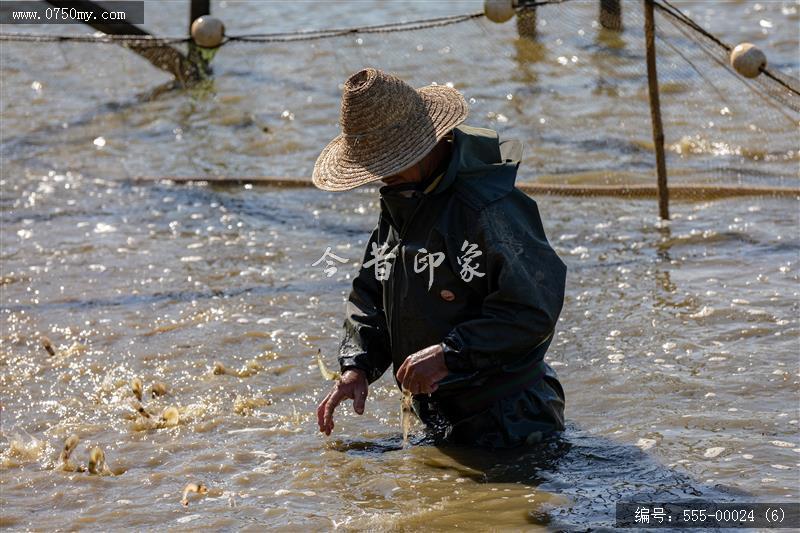 大鳌南美白对虾_大鳌,虾,一村一品,新农村,养殖,农产品,乡村振兴,特产