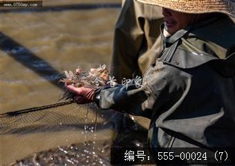 大鳌南美白对虾